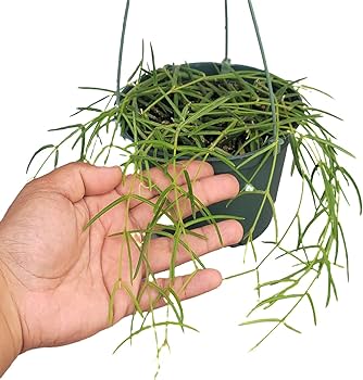 Amazon.com : Hoya Linearis Live Plant in 6” Hanging Pot – Rare